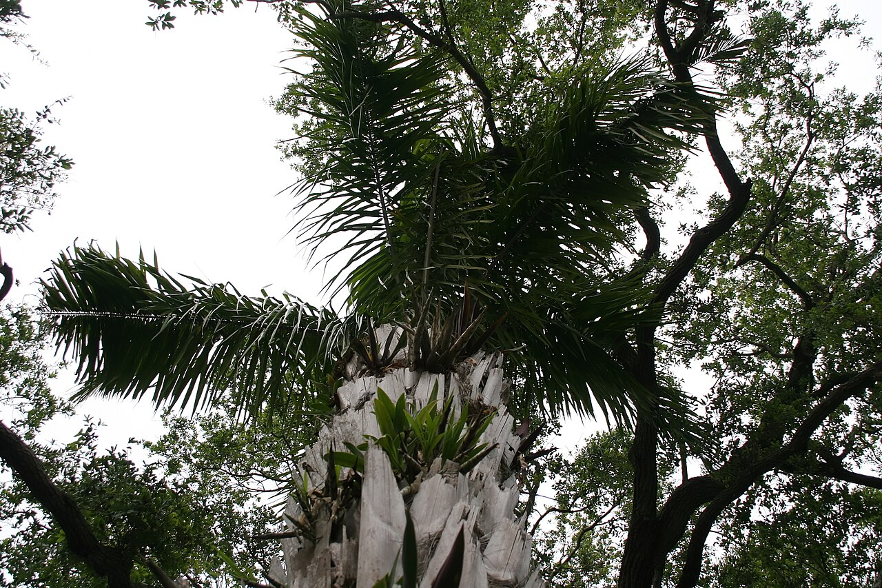Urucuri palm: Location taken: Fairchild Tropical Botanic Garden, Miami, FL USA. Names: Attalea phalerata Mart. ex Spreng., Cachinó, Gindo, Motacu, Urucurí (Brazil), Urucuri P