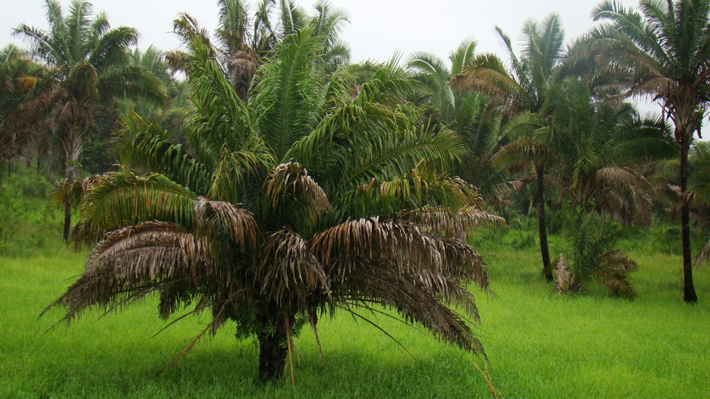 Urucuri palm: Attalea phalerata near Grajaú, Maranhão state, Brazil