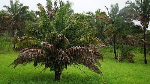 Urucuri palm: Attalea phalerata near Grajaú, Maranhão state, Brazil