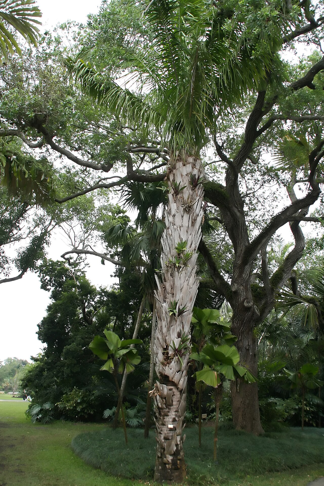 Urucuri palm: Location taken: Fairchild Tropical Botanic Garden, Miami, FL USA. Names: Attalea phalerata Mart. ex Spreng., Cachinó, Gindo, Motacu, Urucurí (Brazil), Urucuri P