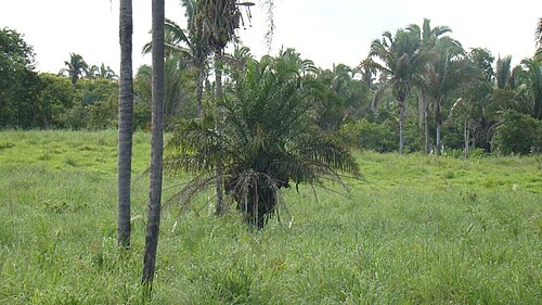 Urucuri palm: Attalea phalerata, Maranhão state, Brazil