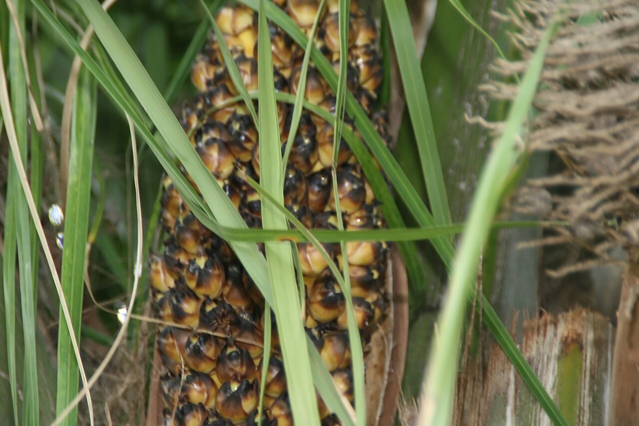 Urucuri palm: Location taken: Fairchild Tropical Botanic Garden, Miami, FL USA. Names: Attalea phalerata Mart. ex Spreng., Cachinó, Gindo, Motacu, Urucurí (Brazil), Urucuri P