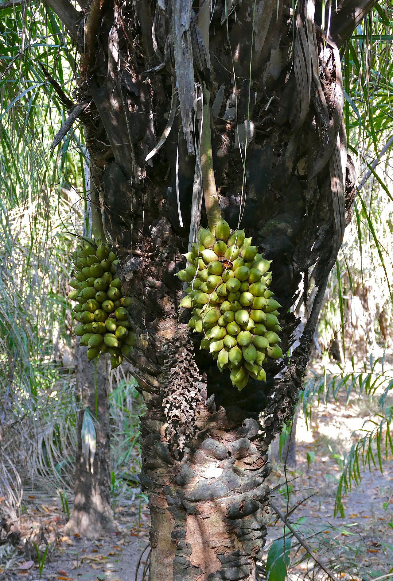 Urucuri palm: Pousada Rio Claro, Transpantaneira, Poconé, Mato Grosso, BRAZIL