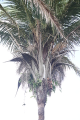 Babassu (Attalea speciosa)