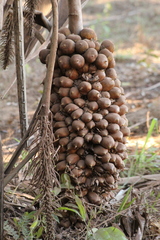 Babassu (Attalea speciosa)