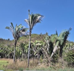 Babassu (Attalea speciosa)