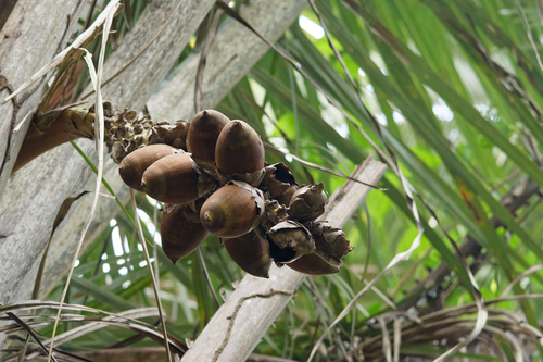 Babassu (Attalea speciosa)