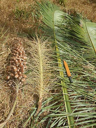 Babassu: Attalea speciosa fertile material and leaf, Santa Inês, Maranhão State, Brazil