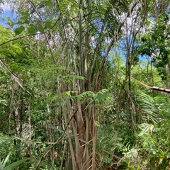 Babassu (Attalea speciosa)