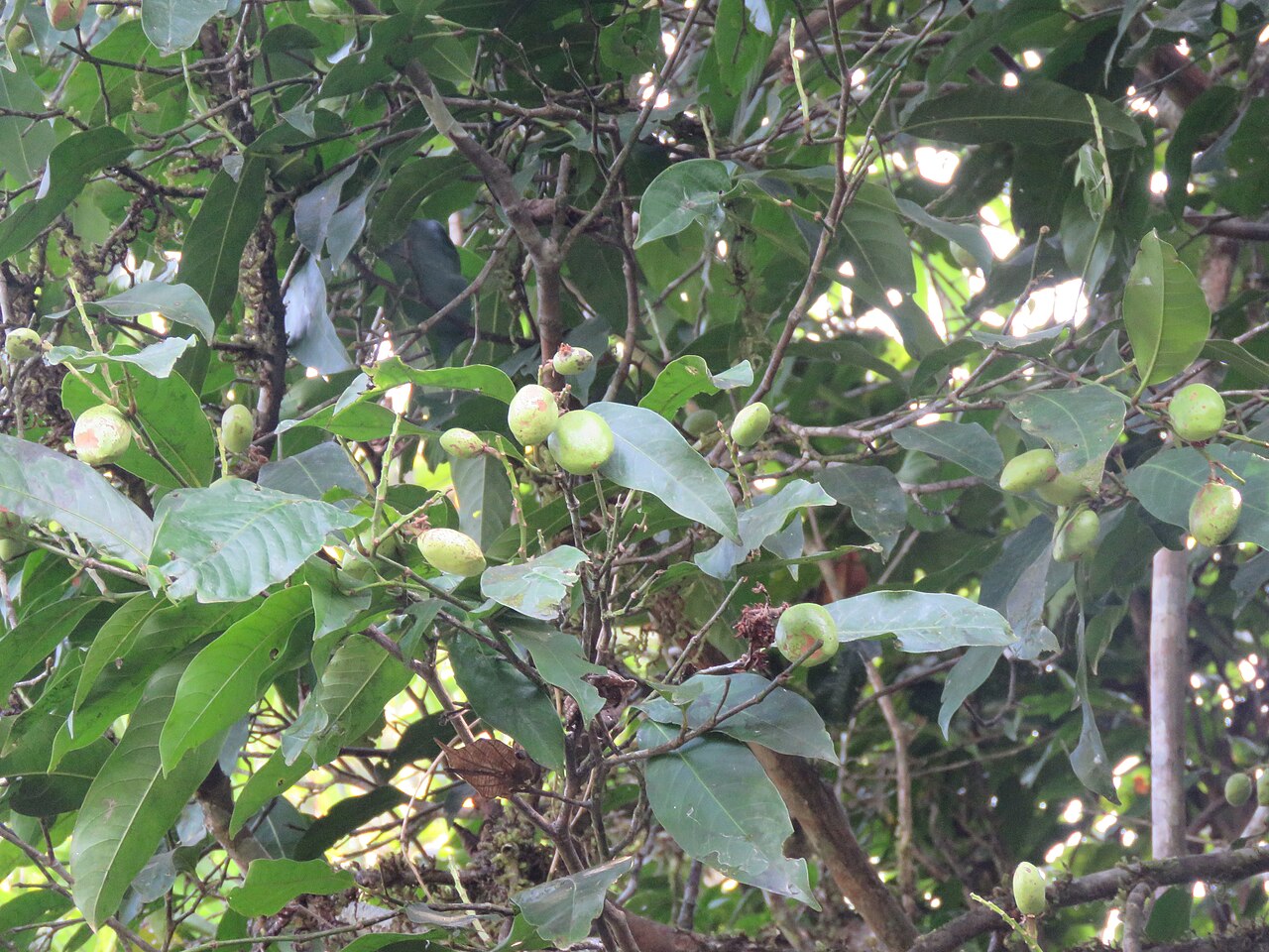Atuna indica: Atuna indica at Kakkayam Dam