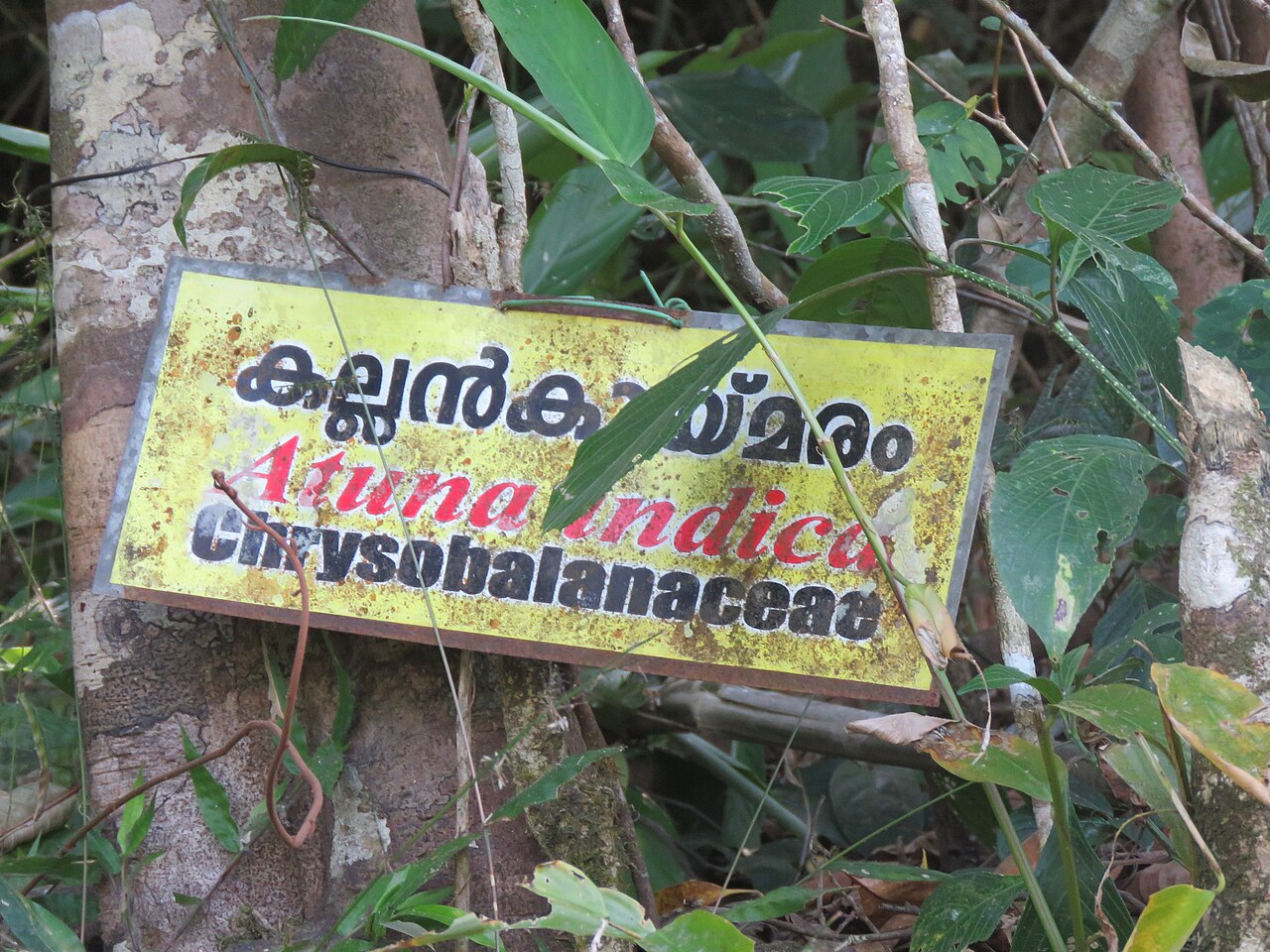 Atuna indica: Atuna indica at Kakkayam Dam