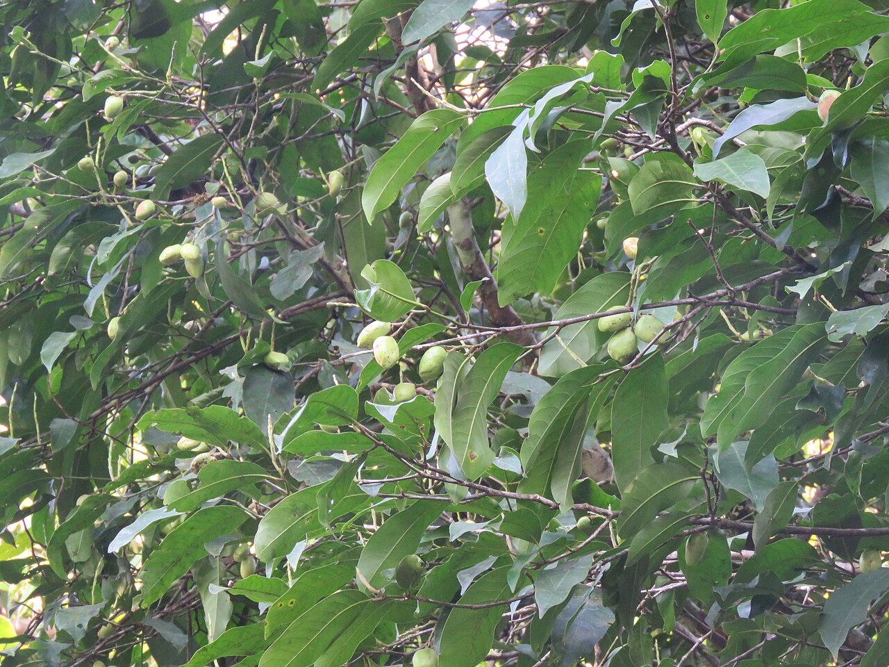 Atuna indica: Atuna indica at Kakkayam Dam