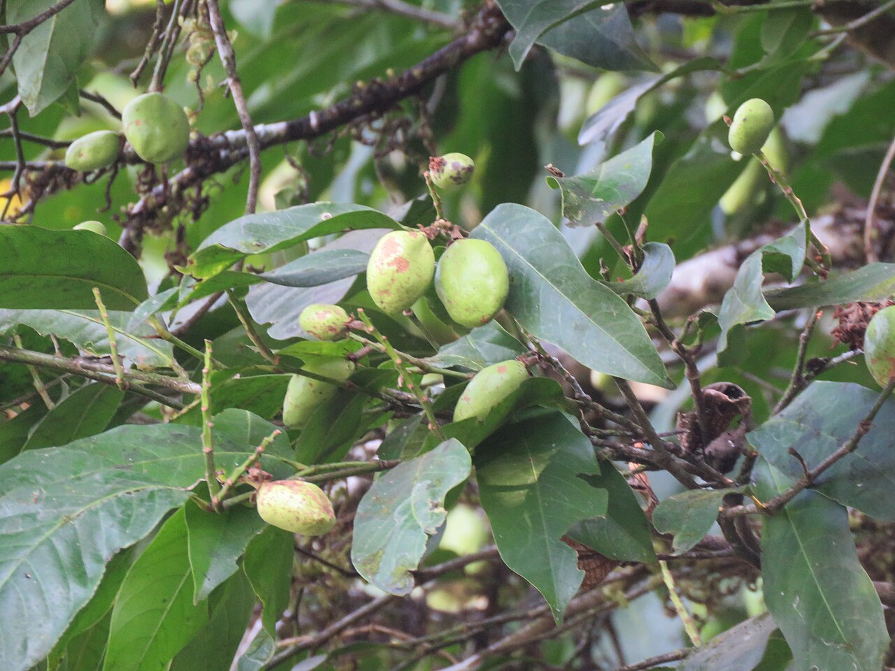 Atuna indica: Atuna indica at Kakkayam Dam