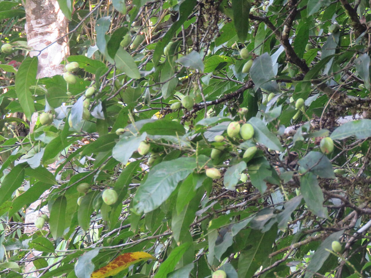 Atuna indica: Atuna indica at Kakkayam Dam