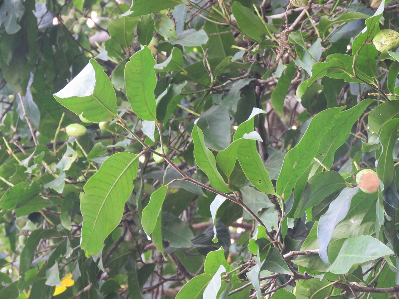 Atuna indica: Atuna indica at Kakkayam Dam