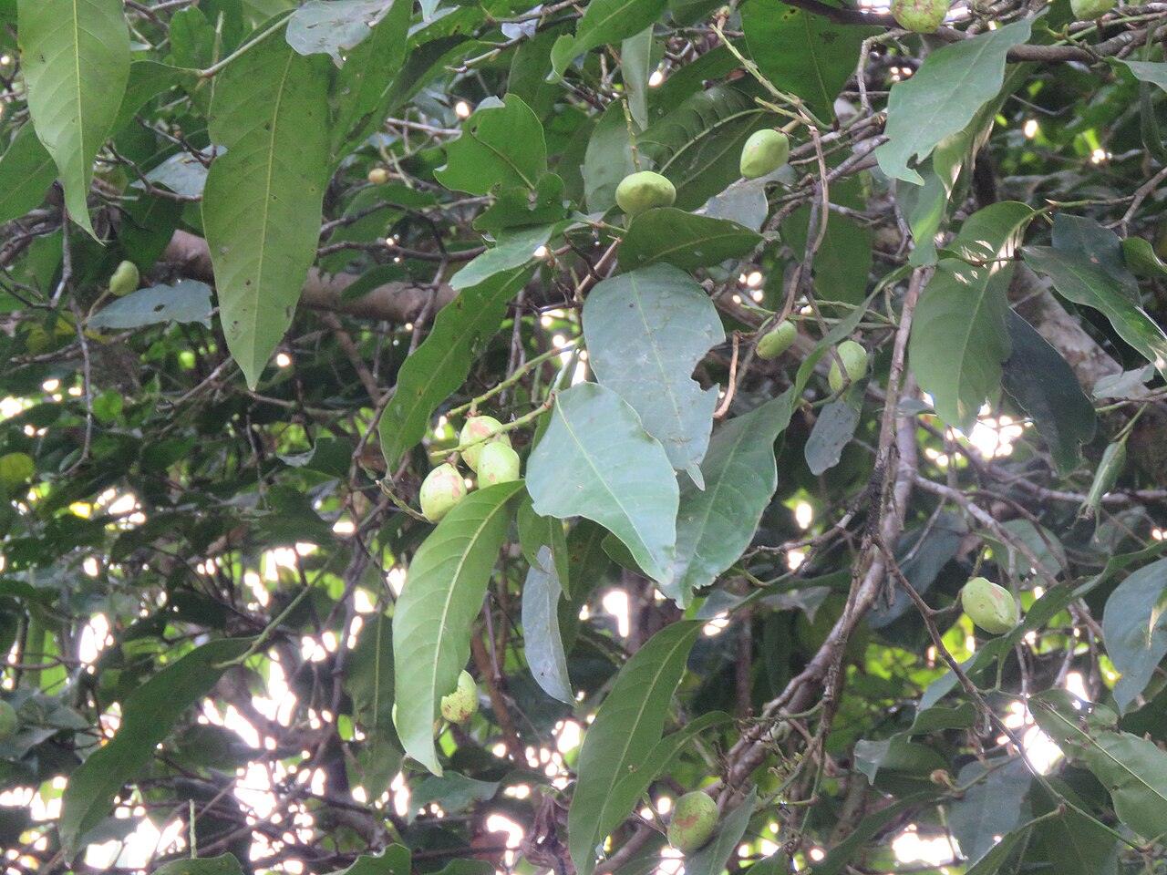 Atuna indica: Atuna indica at Kakkayam Dam