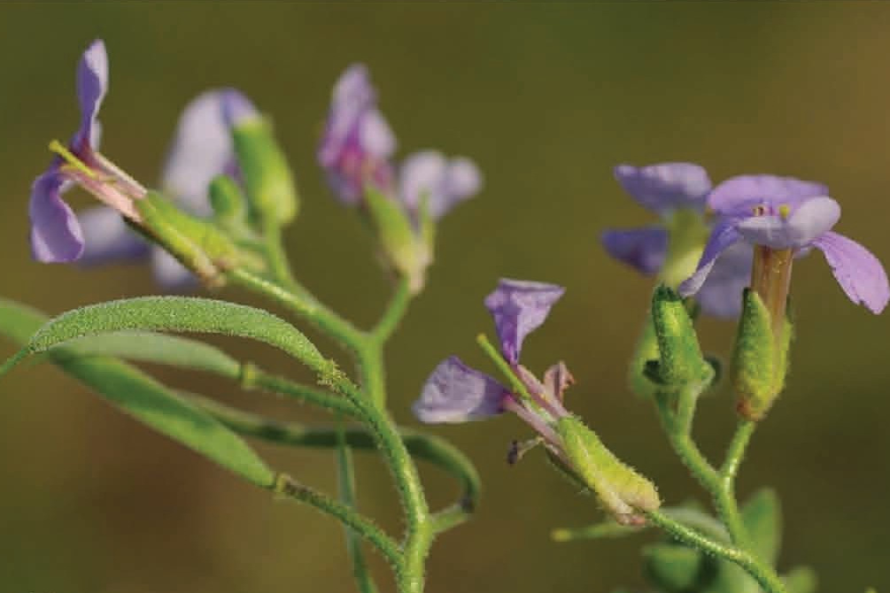 Aubrieta alshehbazii: Aubrieta alshehbazii