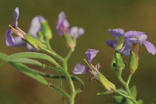 Aubrieta alshehbazii: Aubrieta alshehbazii