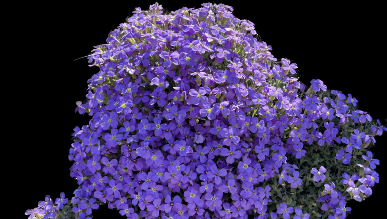 Aubrieta amasya: Aubrieta amasya Tunçkol & Al-Shehbaz, Phytotaxa 600(4): 255 (2023).