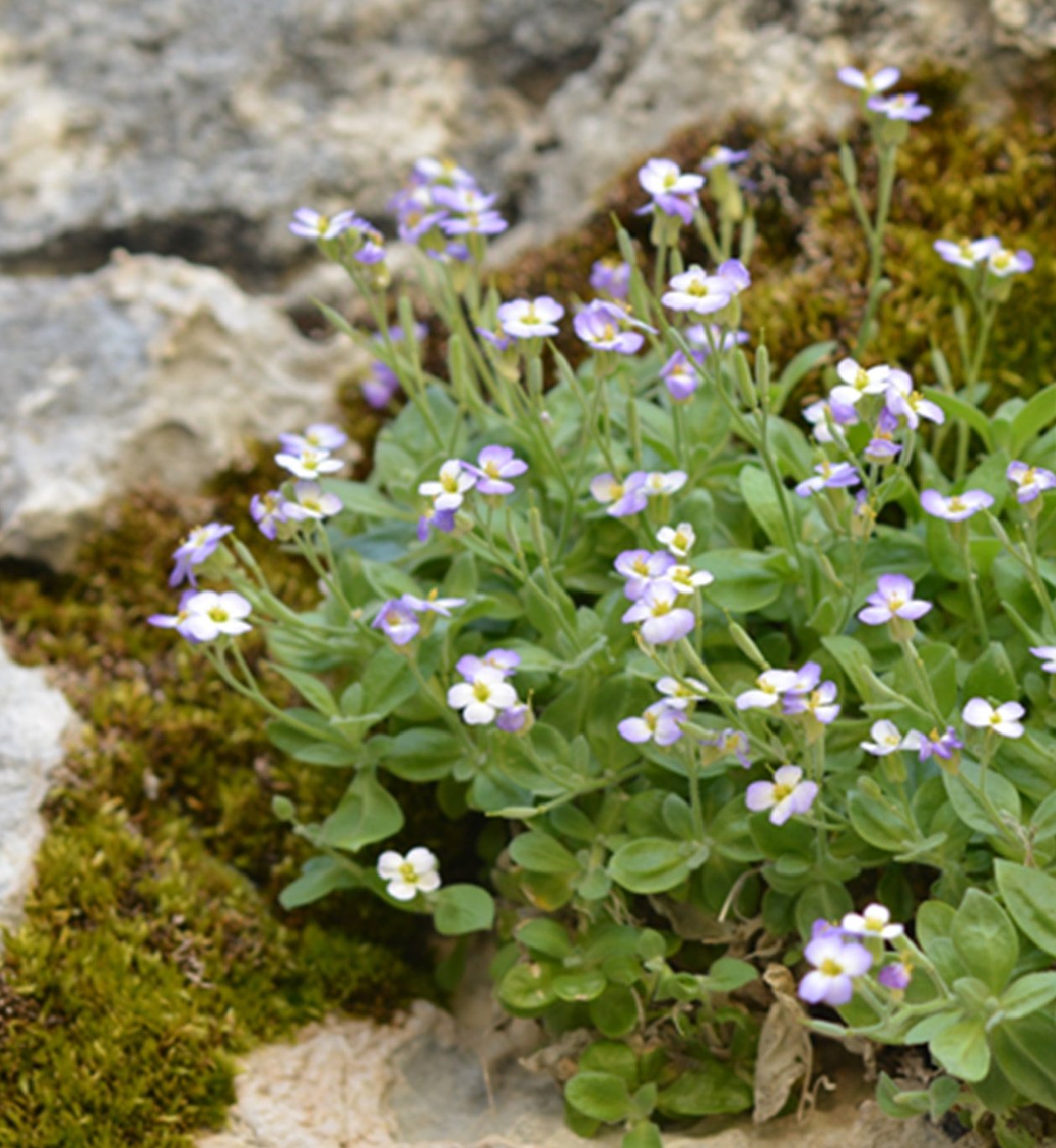 Aubrieta birolmutlui: Aubrieta birolmutlui Dönmez, Uğurlu & Yüzb., Phytotaxa 579(4): 280 (2023).