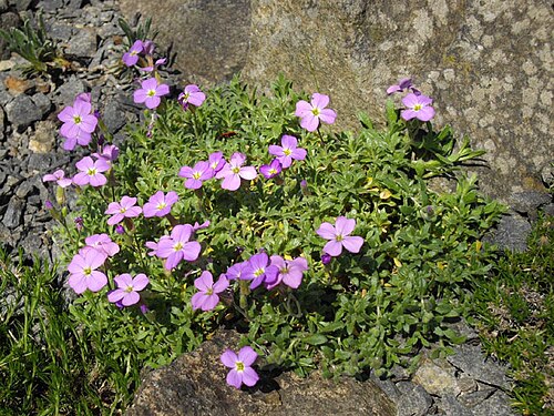 Aubrieta canescens: Aubrieta canescens subsp. canescens