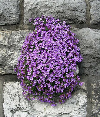 Lilacbush: Aubriettia