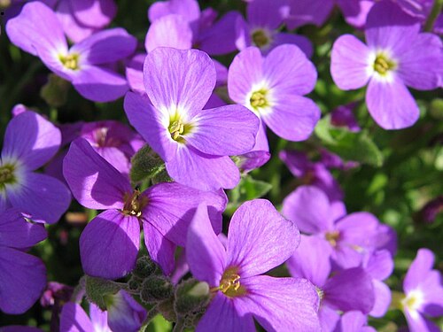 Lilacbush: Griechisches Blaukissen