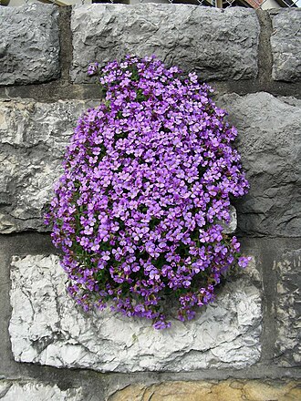 Lilacbush: Aubriettia