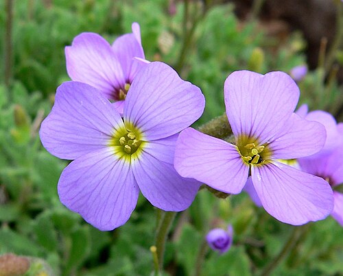 Lilacbush: Photo of Aubrieta deltoidea at the University of California Botanical Garden