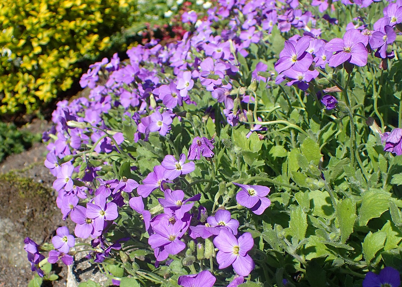 Aubrieta libanotica: Aubrieta libanotica in botanical garden in Kraków