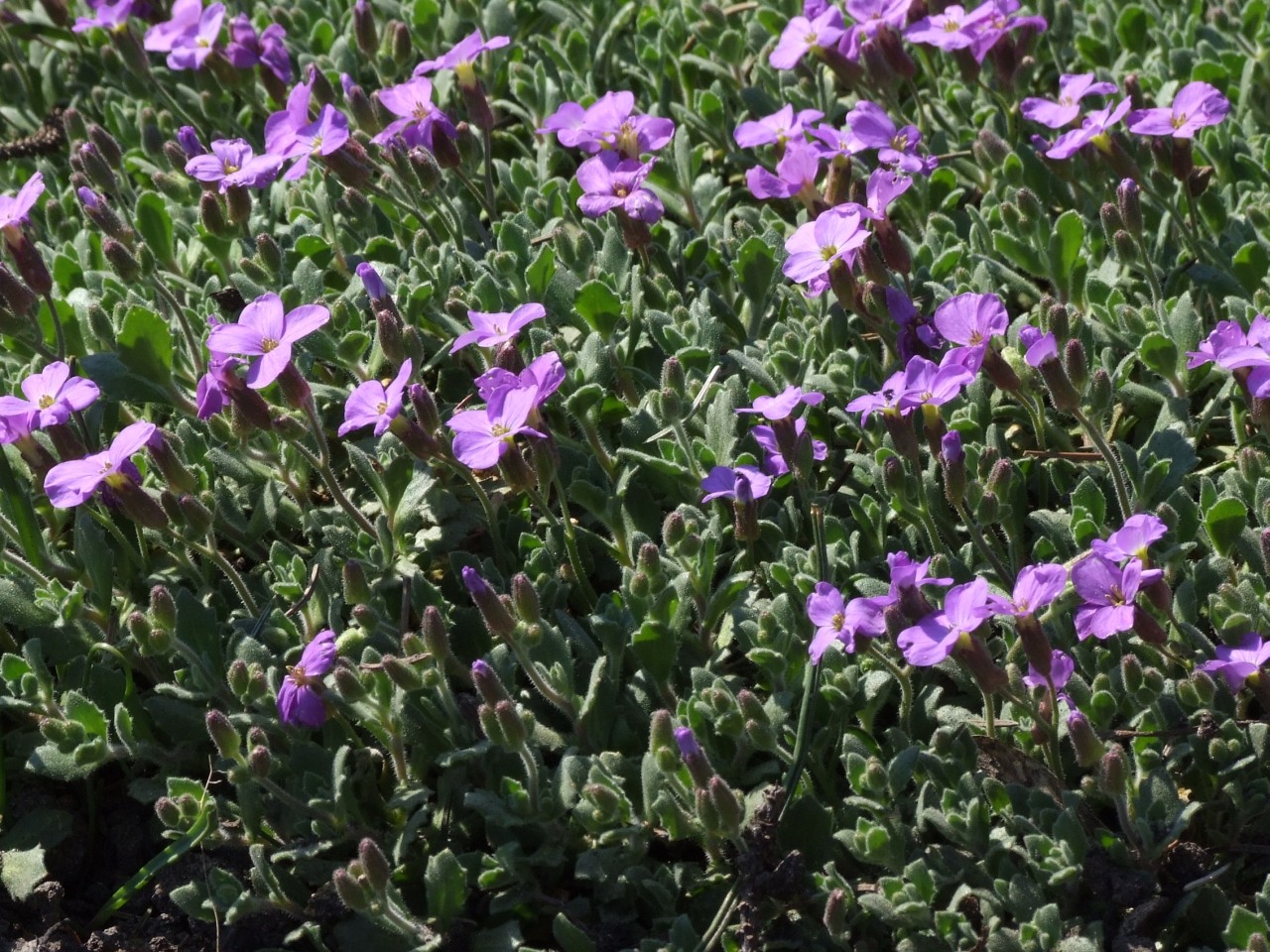 Aubrieta libanotica: Aubrieta libanotica