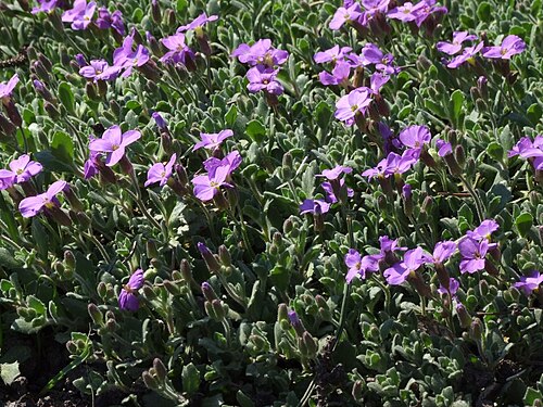 Aubrieta libanotica: Aubrieta libanotica