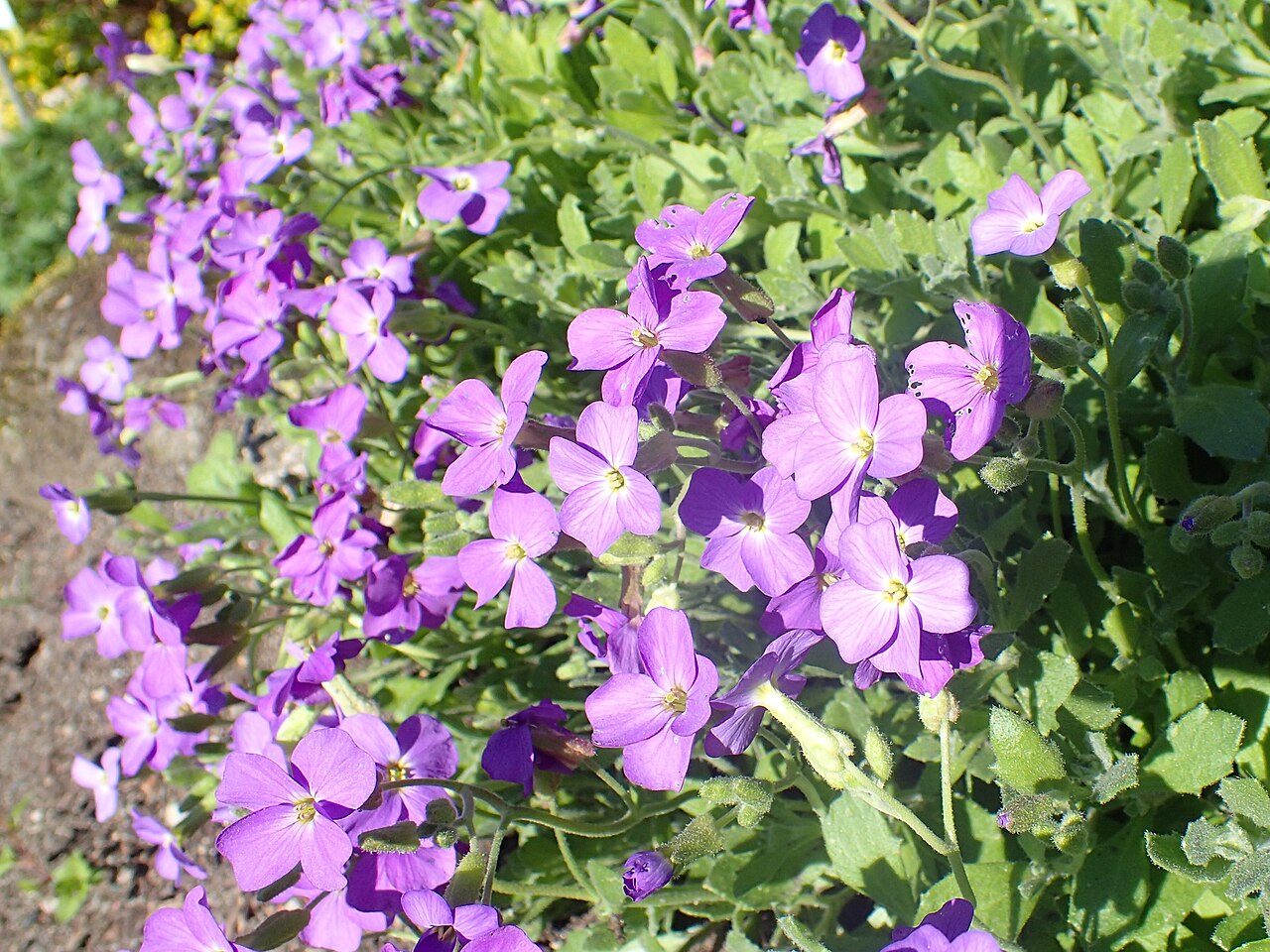 Aubrieta libanotica: Aubrieta libanotica in botanical garden in Kraków