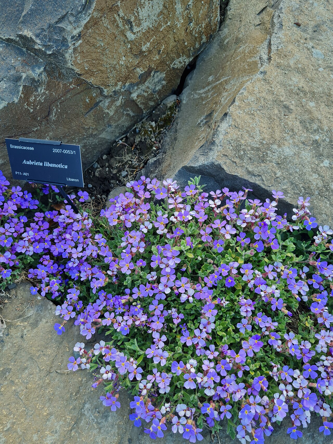 Aubrieta libanotica: Aubrieta libanotica in nort Iceland, The botanical garden of Akureyri.