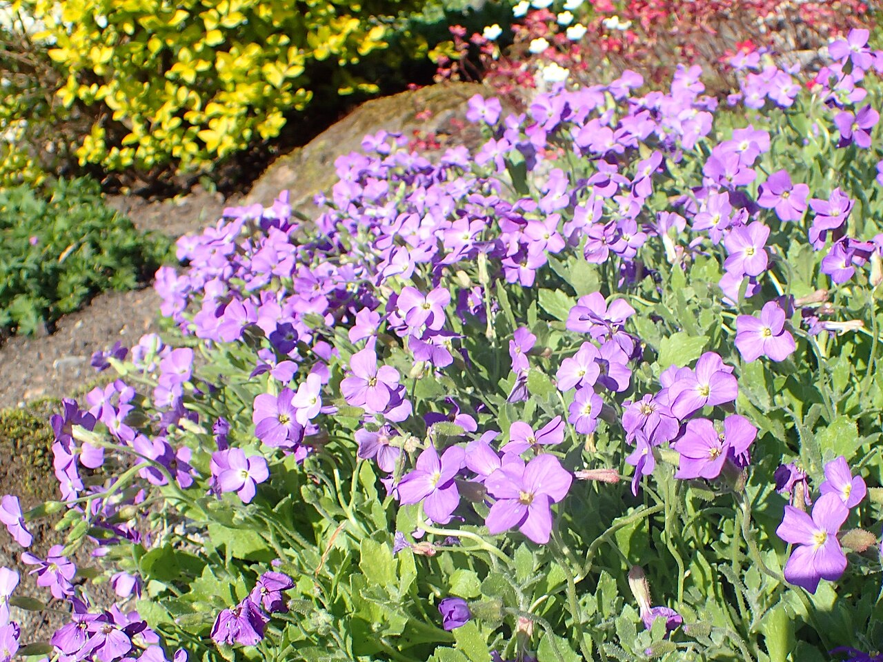 Aubrieta libanotica: Aubrieta libanotica in botanical garden in Kraków