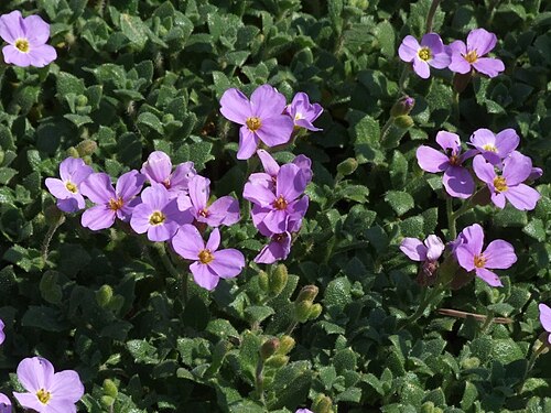 Aubrieta parviflora: Aubrieta kotschyi
