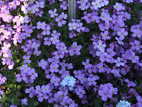 Aubrieta parviflora: Aubrieta kotschyi