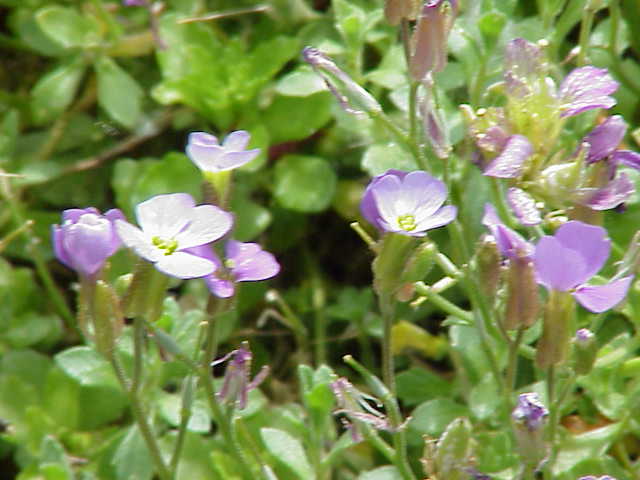 Aubrieta pinardi: Species : Aubrieta pinardii Family : Cruciferae Image No. 1