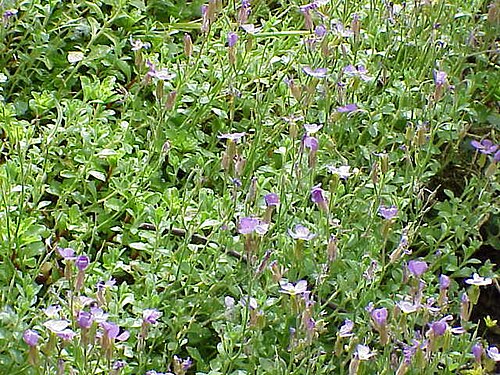 Aubrieta pinardi: Species : Aubrieta pinardii Family : Cruciferae Image No. 2