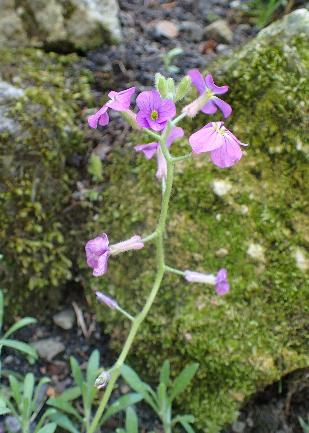 Aubrieta pinardi: Aubrieta pinardii in botanical garden in Kraków