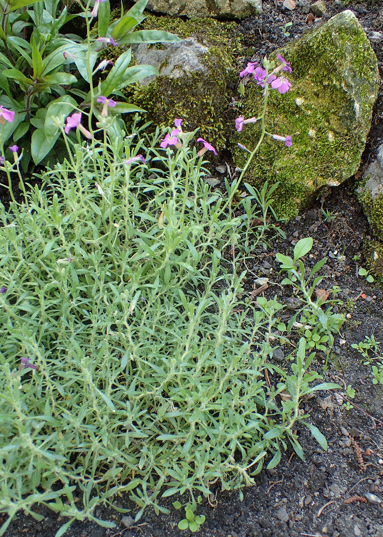 Aubrieta pinardi: Aubrieta pinardii in botanical garden in Kraków
