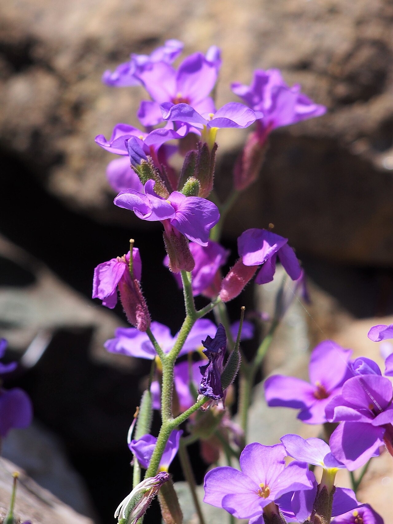 Aubrieta pinardi: Aubrieta pinardii cultivated in Wrocław University Botanical Garden, Wrocław, Poland.