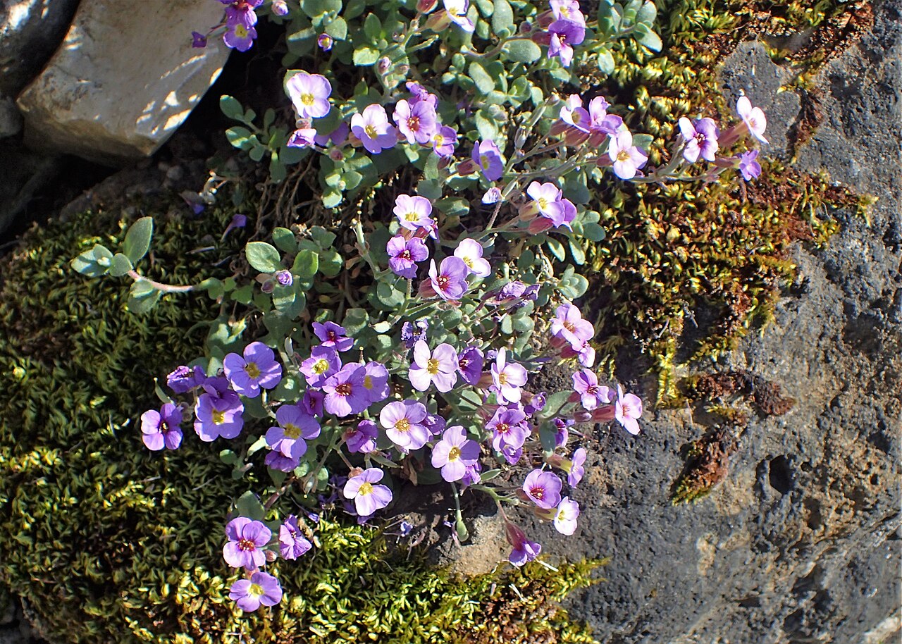 Aubrieta scardica: Aubrieta scardica in the Botanischer Garten, Berlin-Dahlem