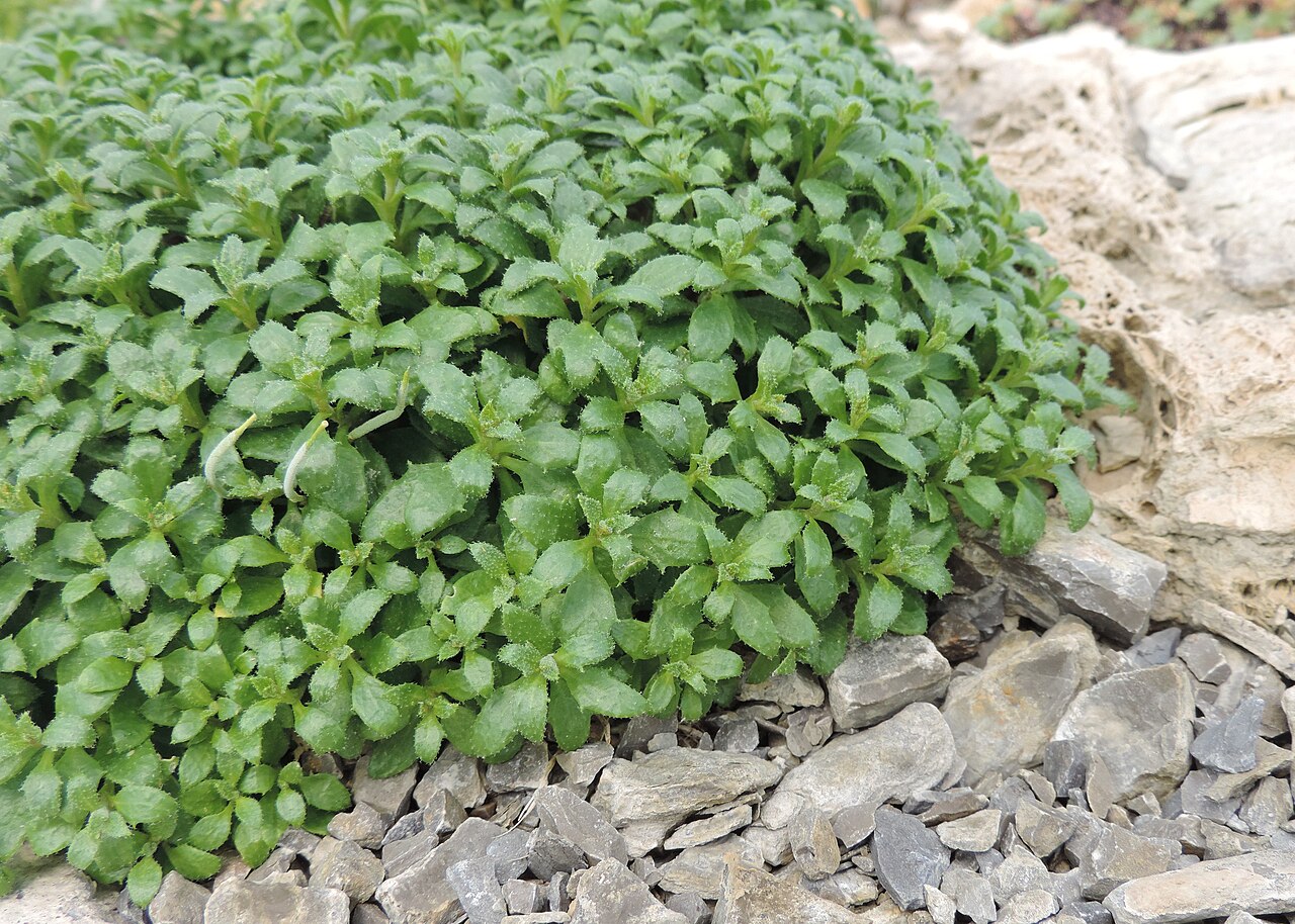 Aubrieta scardica: Aubrieta scardica in Neuer Botanischer Garten der Universität Göttingen