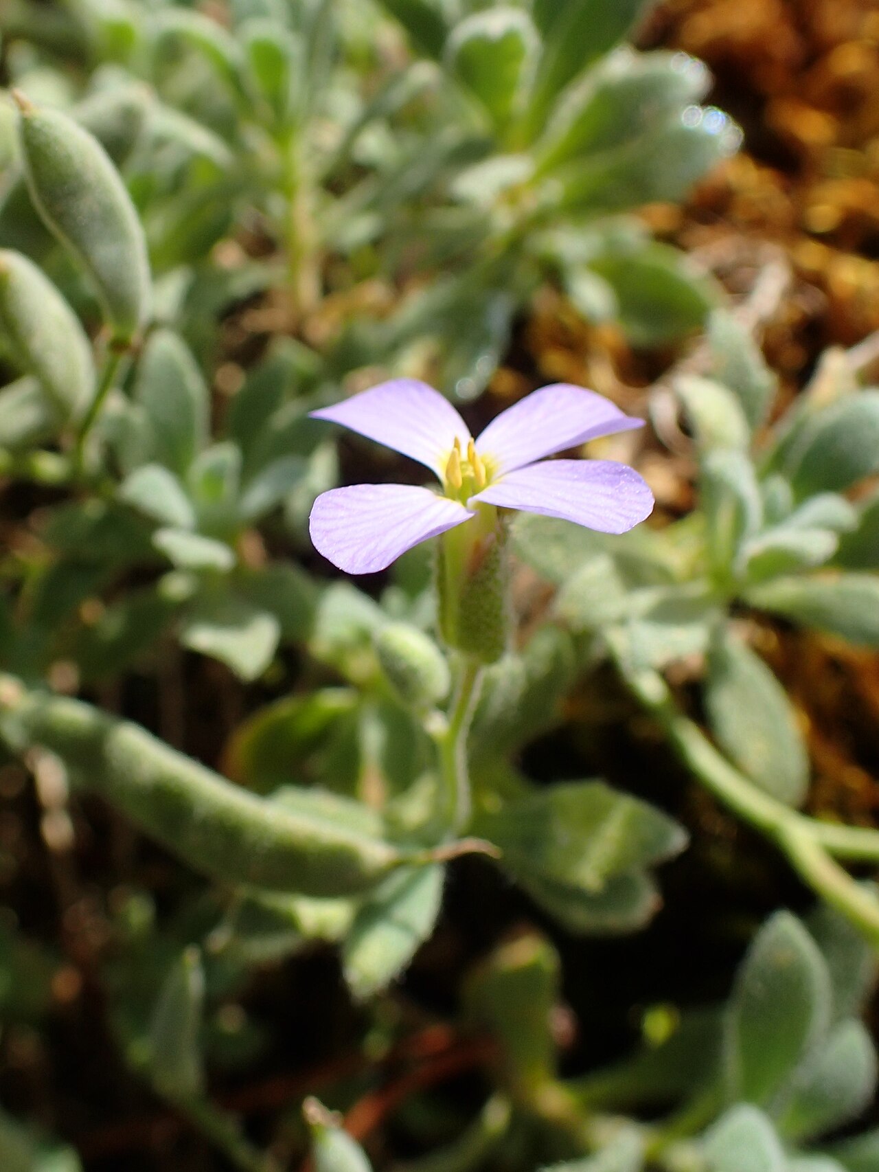 Aubrieta scardica: Aubrieta scardica in the Botanischer Garten, Berlin-Dahlem