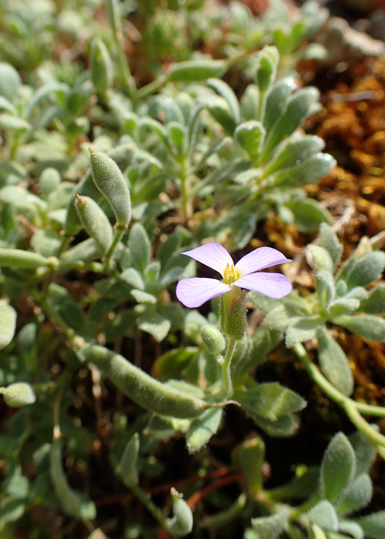 Aubrieta scardica: Aubrieta scardica in the Botanischer Garten, Berlin-Dahlem