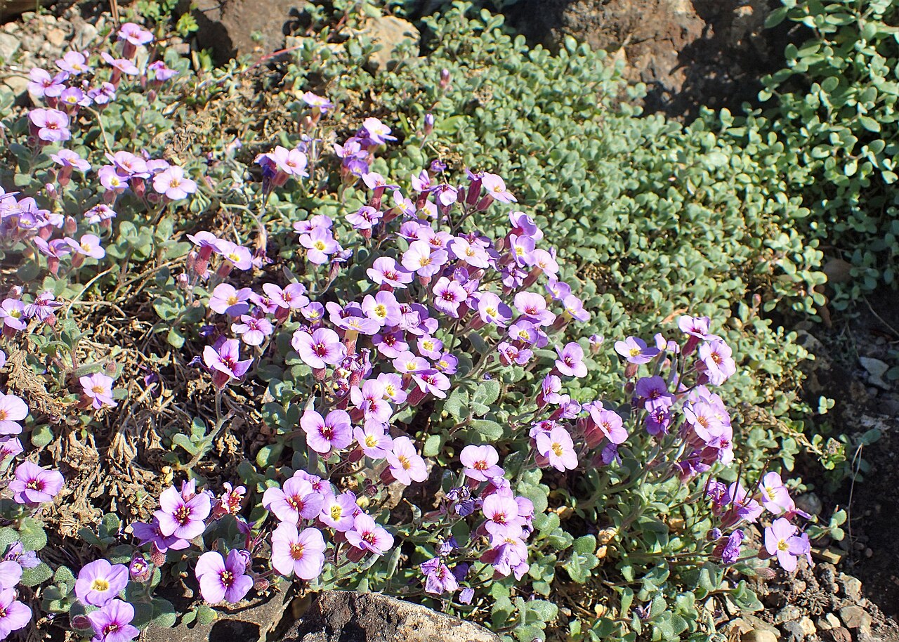Aubrieta scardica: Aubrieta scardica in the Botanischer Garten, Berlin-Dahlem