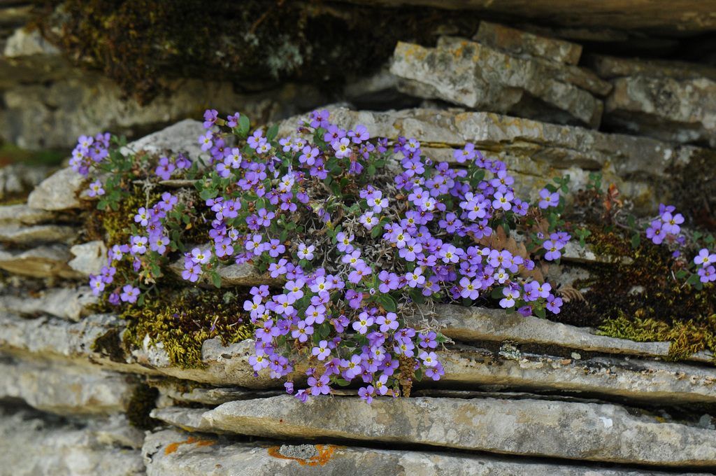 Aubrieta scardica (Aubrieta scardica)