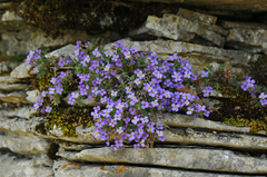 Aubrieta scardica (Aubrieta scardica)