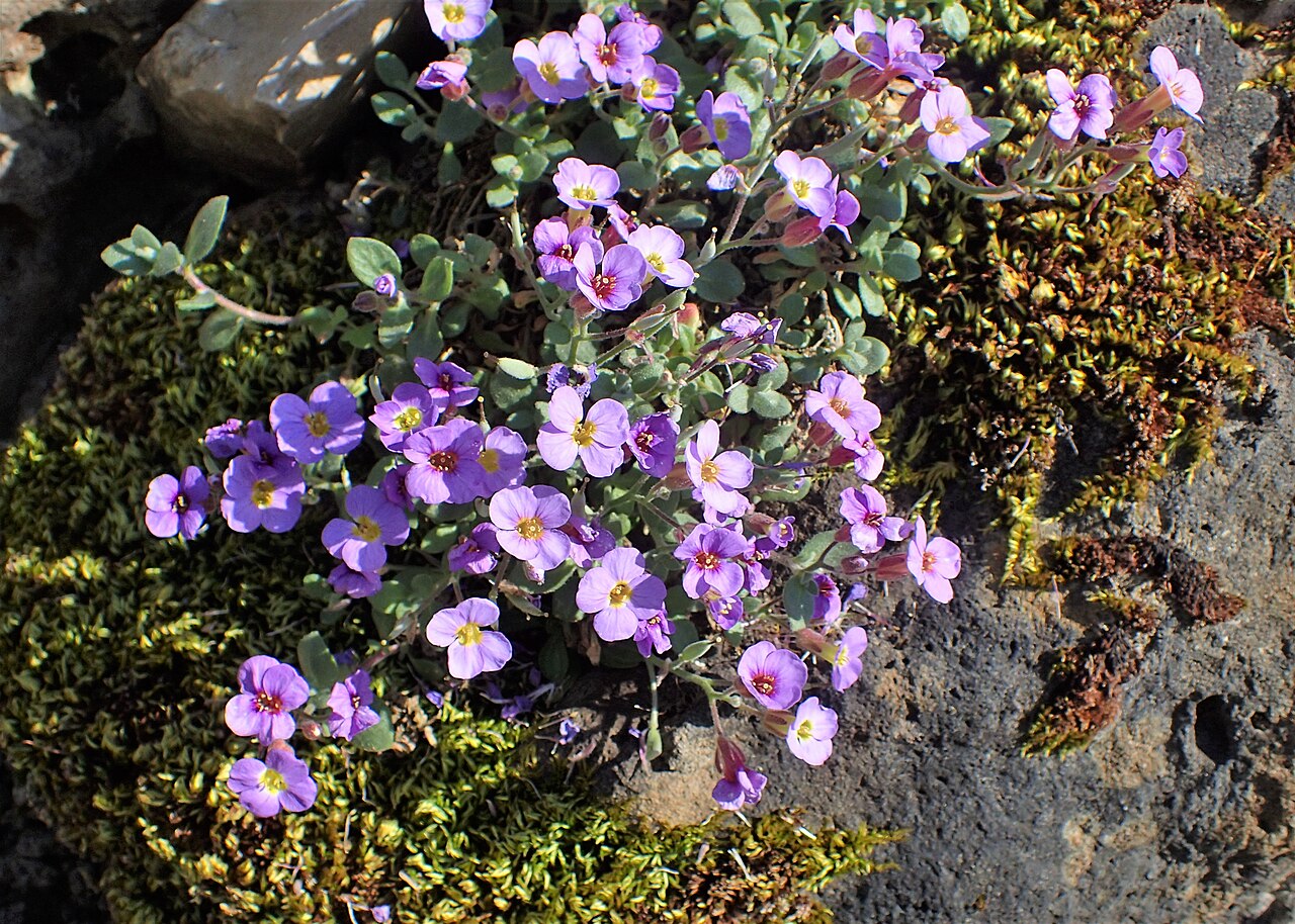 Aubrieta scardica: Aubrieta scardica in the Botanischer Garten, Berlin-Dahlem